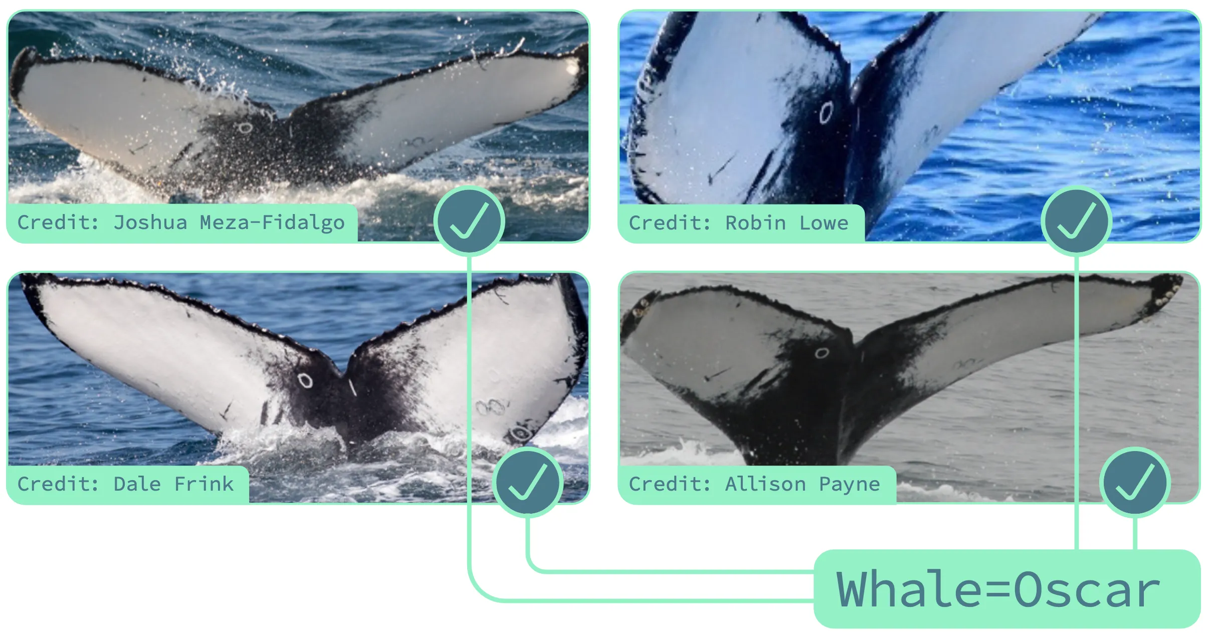 Happywhale matching - How It Works